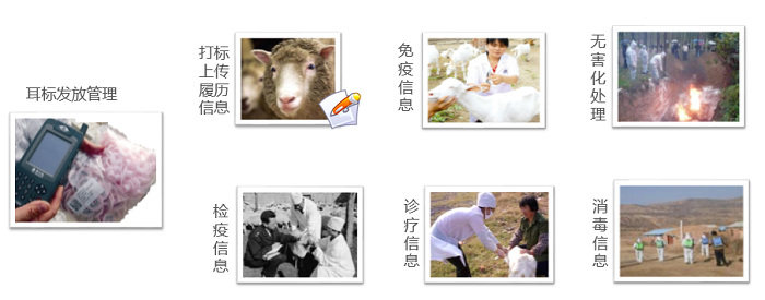 大數據肉類(lèi)追溯方案