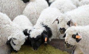 大數據肉類安全追溯系統案例